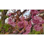 Rózsakvarc , Szantálfa Karkötő japán Zen Mala 