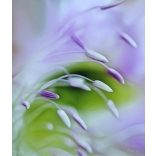 A talizmán lélegzete – A szelid kis virágok, ásvány karkötő 