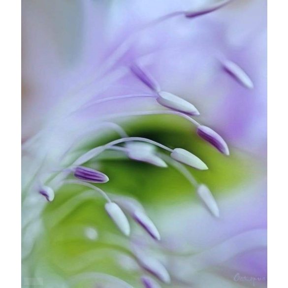 A talizmán lélegzete – A szelid kis virágok, ásvány karkötő 