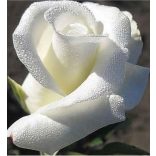 A talizmán lélegzete – Fehér Rózsa,  ásvány karkötő 