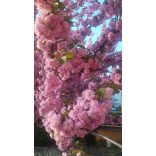 A talizmán lélegzete – Cseresznyefavirágzás, ásvány karkötő 