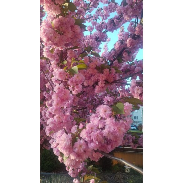 A talizmán lélegzete – Cseresznyefavirágzás, ásvány karkötő 