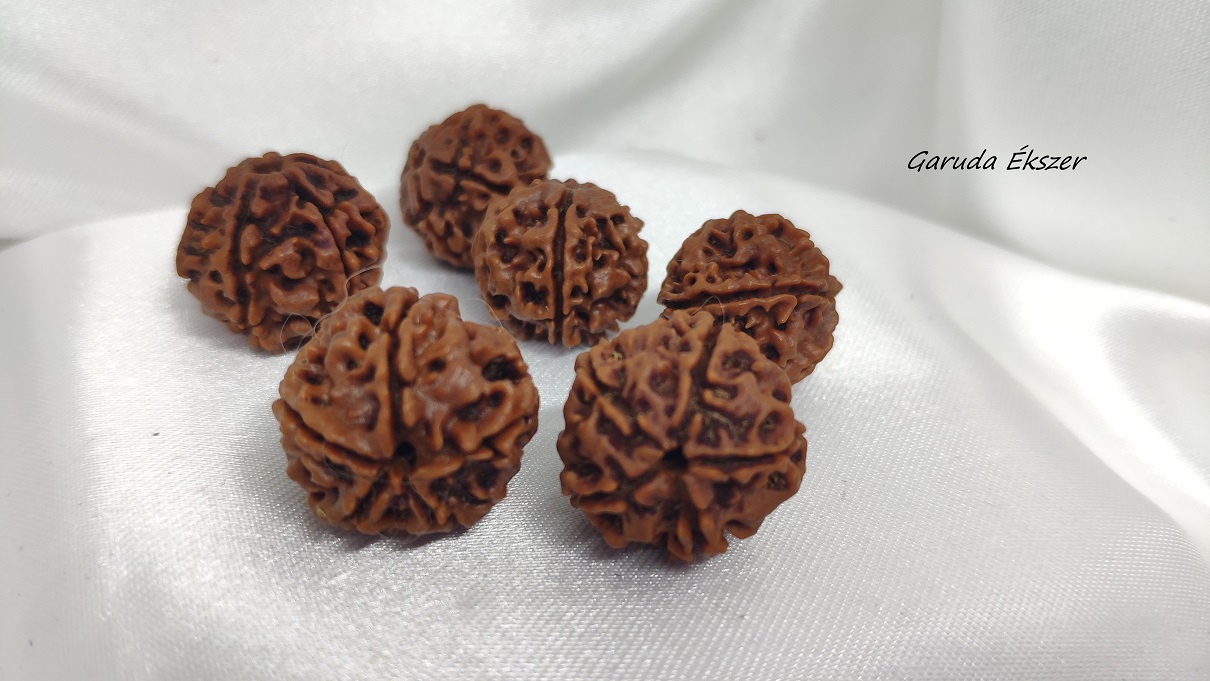 rudraksha