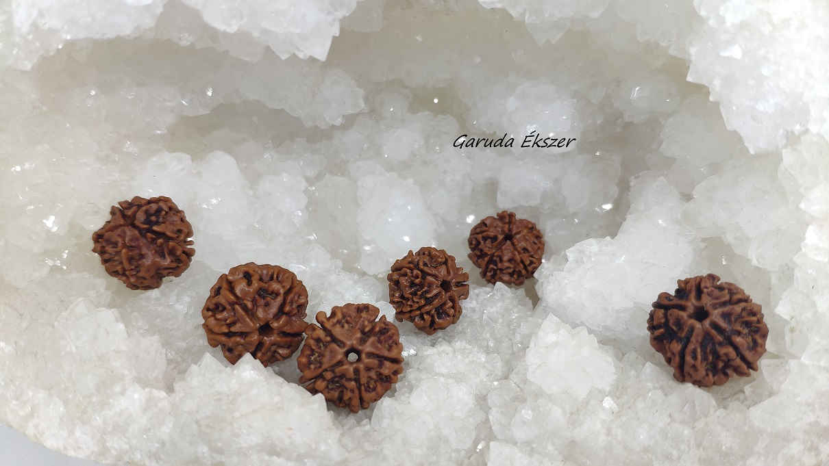 rudraksha